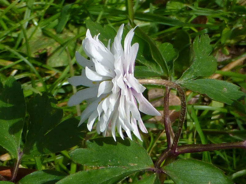 Anemone nemorosa 'Alba Plena'